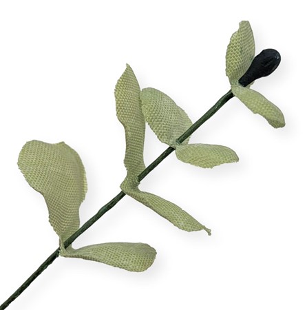 Bild von Seiden-Eucalyptus - hellgrün
