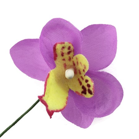 Bild von Orchidee - fuchsia