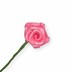 Bild von Dior-Rose klein - rosy
