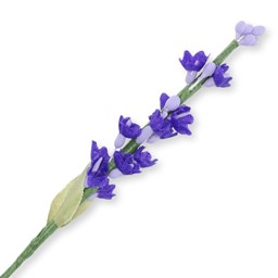 Bild von Lavendelblüte x12 - violett