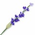 Bild von Lavendelblüte  - violett
